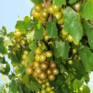 Muscadine Grape Vine, Grape Plant Live, 8-12 Inch Tall, Muscadine Grape Fruit Tree