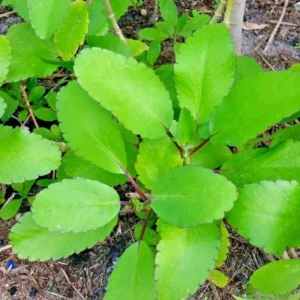 Kalanchoe Pinnata Plant Live, 6-12 Inch Tall, Kalanchoe Live Plant To Grow