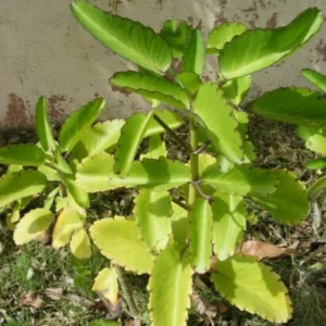 Kalanchoe Pinnata Plant Live, 6-12 Inch Tall, Kalanchoe Live Plant To Grow