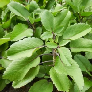 Kalanchoe Pinnata Plant Live, 6-12 Inch Tall, Kalanchoe Live Plant To Grow