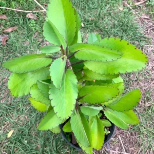 Kalanchoe Pinnata Plant Live – 6-12 Inch Tall Succulent Plant for Indoor and Outdoor Gardening