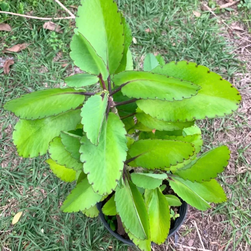 Kalanchoe Pinnata Plant Live – 6-12 Inch Tall Succulent Plant for Indoor and Outdoor Gardening