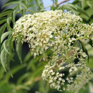 5 American Elderberry Cuttings For Planting, 6-10 Inch Tall, Black Elderberry Fruit Tree Live Plant, Elderberry Cuttings