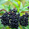 5 American Elderberry Cuttings for Planting - 6-10 Inch Tall - Black Elderberry Fruit Tree Live Cuttings for Gardening and Landscaping