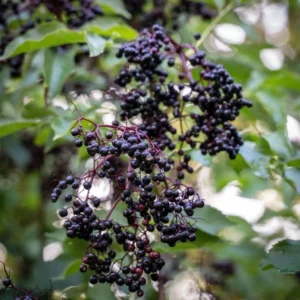 Black Elderberry Plant Live Potted, 8-12 Inch Tall, American Elderberry Tree Live Plant, Elderberry Fruit Tree