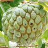 Sugar Apple Plant Live, 12-14 Inch Tall, Half Gallon Pot, Sweetsop Sugar Apple Tree Live Plant, Annona Squamosa Sugar Apple Fruit Tree