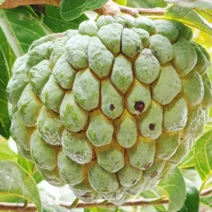 Sugar Apple Plant Live, 12-14 Inch Tall, Half Gallon Pot, Sweetsop Sugar Apple Tree Live Plant, Annona Squamosa Sugar Apple Fruit Tree