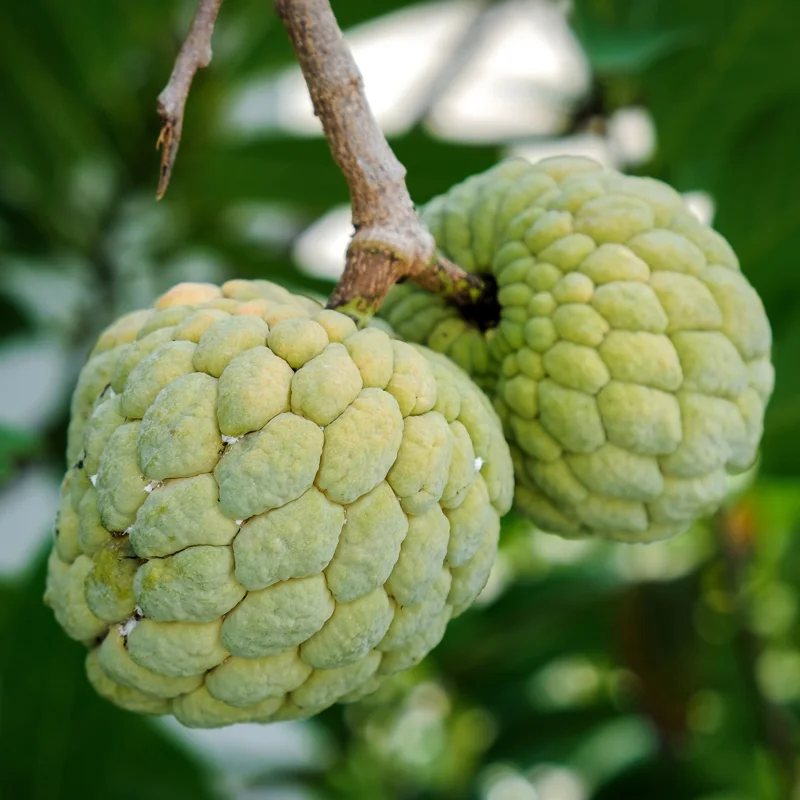 Sugar Apple Plant Live, 12-14 Inch Tall, Half Gallon Pot, Sweetsop Sugar Apple Tree Live Plant, Annona Squamosa Sugar Apple Fruit Tree