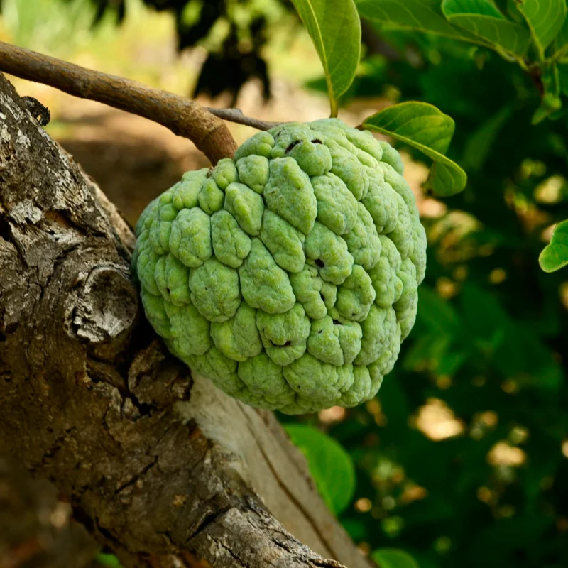 Sugar Apple Plant Live, 12-14 Inch Tall, Half Gallon Pot, Sweetsop Sugar Apple Tree Live Plant, Annona Squamosa Sugar Apple Fruit Tree