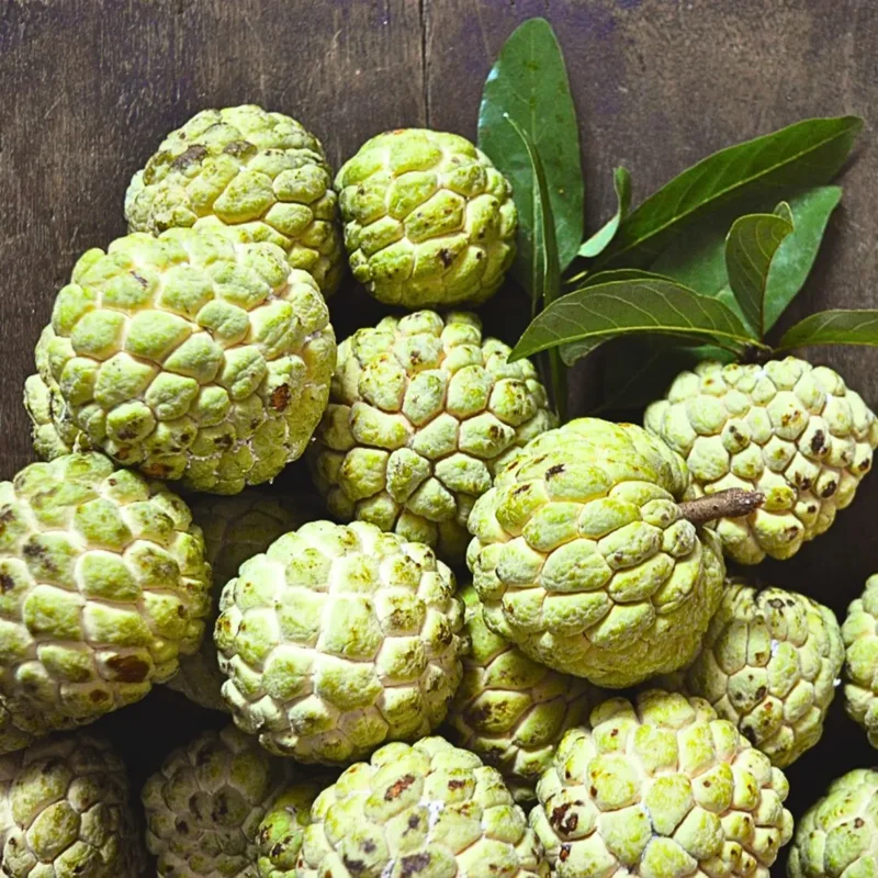 Annona Squamosa Sugar Apple Plant Live – 12-14 Inch Tall Sweetsop Sugar Apple Tree in Half-Gallon Pot, Ideal for Fruit Tree Gardening