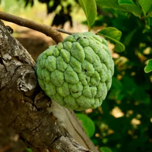 Annona Squamosa Sugar Apple Plant Live – 12-14 Inch Tall Sweetsop Sugar Apple Tree in Half-Gallon Pot, Ideal for Fruit Tree Gardening