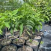 Annona Squamosa Sugar Apple Plant Live – 12-14 Inch Tall Sweetsop Sugar Apple Tree in Half-Gallon Pot, Ideal for Fruit Tree Gardening