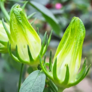 1 Roselle Hibiscus Plant Live, Hibiscus Sabdariffa Plant Live, 6-12 Inch Tall, In 4 Inc Pot, Jamaican Sorrel Cranberry Hibiscus Live Plant