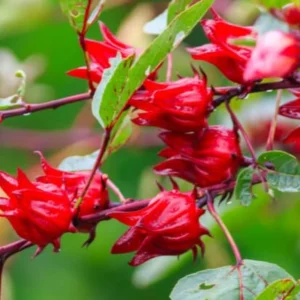 Red Roselle Hibiscus Plant