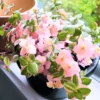 Callisia Repens Pink, Callisia Repens Turtle Vine Plant, Tradescantia Live Plant Pink, 4 Inch Pot Live Succulent Turtle Vine