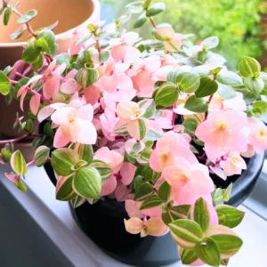 Callisia Repens Pink, Callisia Repens Turtle Vine Plant, Tradescantia Live Plant Pink, 4 Inch Pot Live Succulent Turtle Vine