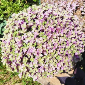 Callisia Repens Pink, Callisia Repens Turtle Vine Plant, Tradescantia Live Plant Pink, 4 Inch Pot Live Succulent Turtle Vine