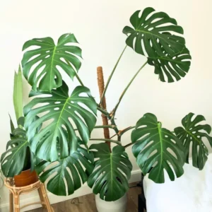 Monstera Plant, House Plant 4 Inches Pot, Tropical Plant, Live Indoor House Plant