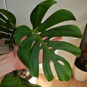 Monstera Plant, House Plant 4 Inches Pot, Tropical Plant, Live Indoor House Plant