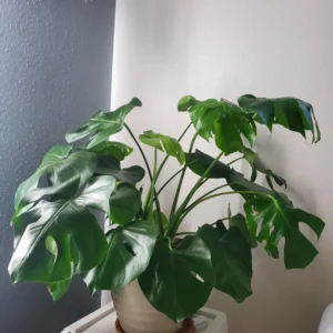 Monstera Plant, House Plant 4 Inches Pot, Tropical Plant, Live Indoor House Plant