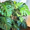 Monstera Plant, House Plant 4 Inches Pot, Tropical Plant, Live Indoor House Plant