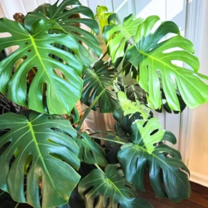 Monstera Plant, House Plant 4 Inches Pot, Tropical Plant, Live Indoor House Plant