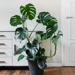 Monstera Plant, House Plant 4 Inches Pot, Tropical Plant, Live Indoor House Plant