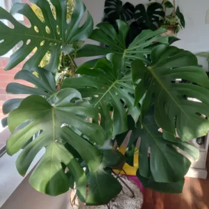 Monstera Plant, House Plant 4 Inches Pot, Tropical Plant, Live Indoor House Plant