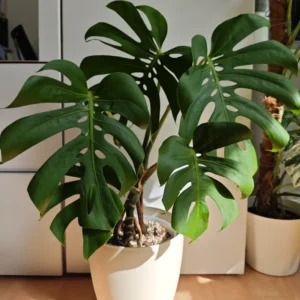 Live Monstera Plant, Monstera Deliciosa Live Plant 4 Inches Potted, Live House Plant