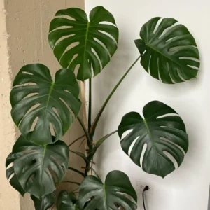 Live Monstera Plant, Monstera Deliciosa Live Plant 4 Inches Potted, Live House Plant