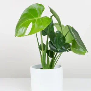 Live Monstera Plant, Monstera Deliciosa Live Plant 4 Inches Potted, Live House Plant
