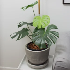 Live Monstera Plant, Monstera Deliciosa Live Plant 4 Inches Potted, Live House Plant