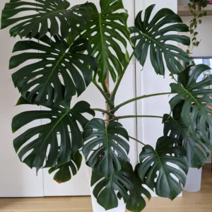 Live Monstera Plant, Monstera Deliciosa Live Plant 4 Inches Potted, Live House Plant