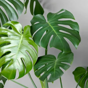 Live Monstera Plant, Monstera Deliciosa Live Plant 4 Inches Potted, Live House Plant
