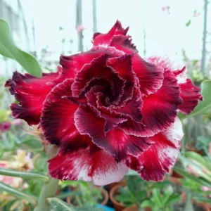 2 Desert Rose Plants, Adenium Desert Rose Plants Live, Starter Plant From 4 Inches Tall