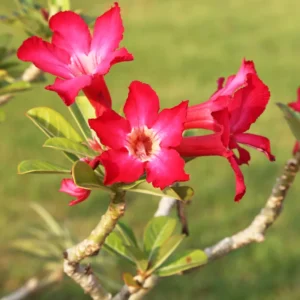 2 Desert Rose Plants, Adenium Desert Rose Plants Live, Starter Plant From 4 Inches Tall