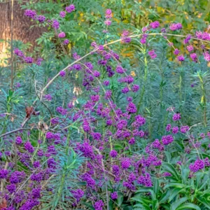 American Beautyberry Plant, Purple Beautyberry Starter Plant From 10 to 16 Inch Tall - Dormant