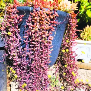 Ruby Necklace Plant, String Of Rubies Plant, Succulents Plant Live Ruby Necklace, Trailing Succulents Live