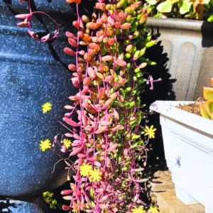 Ruby Necklace Plant, String Of Rubies Plant, Succulents Plant Live Ruby Necklace, Trailing Succulents Live