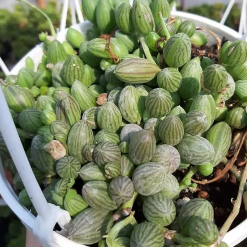 String Of Watermelon Plant, Succulents Plant Live In Pot, Rare Succulent Plant Live, Trailing Succulents Live Plant