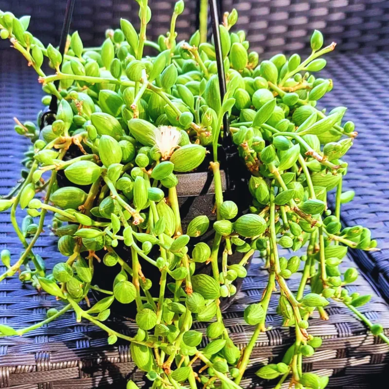 String Of Watermelon Plant, Succulents Plant Live In Pot, Rare Succulent Plant Live, Trailing Succulents Live Plant