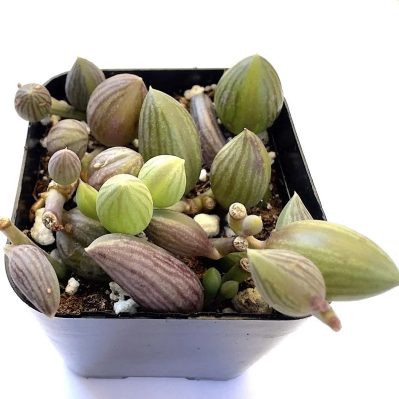 String Of Watermelon Plant, Succulents Plant Live In Pot, Rare Succulent Plant Live, Trailing Succulents Live Plant