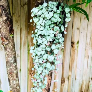 String Of Heart Plant 4 Inches Pot, String Of Hearts Plant Live House Plant, Succulents Plant Live, Succulent House Plant