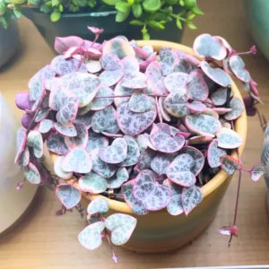String Of Heart Plant 4 Inches Pot, String Of Hearts Plant Live House Plant, Succulents Plant Live, Succulent House Plant