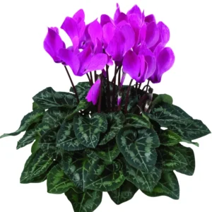 Ornamental Cyclamen Plant Live, Cyclamen Flowers in 4-Inch Pot, Hardy Cyclamen Perfect for Indoor Houseplant or Outdoor Landscaping