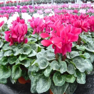 Ornamental Cyclamen Plant Live, Cyclamen Flowers in 4-Inch Pot, Hardy Cyclamen Perfect for Indoor Houseplant or Outdoor Landscaping