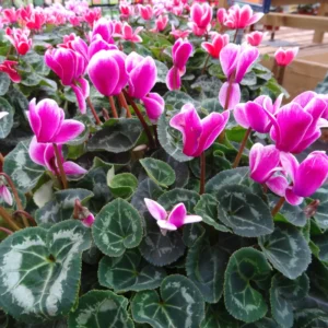 Ornamental Cyclamen Plant Live, Cyclamen Flowers in 4-Inch Pot, Hardy Cyclamen Perfect for Indoor Houseplant or Outdoor Landscaping