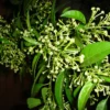 Jasmine Plant Live, Night Blooming Jasmine Plant in 4" Pot, Night Jasmine Flower Plant for Planting Indoors Outdoors