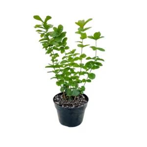 Jasmine Plant Live, Night Blooming Jasmine Plant in 4