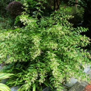 Jasmine Plant Live, Night Blooming Jasmine Plant in 4